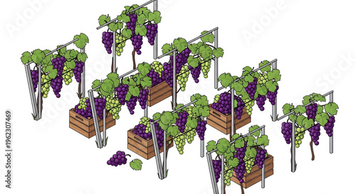 A vector graphic illustration of a lush grapevine trellis system with wooden planters and metal supports