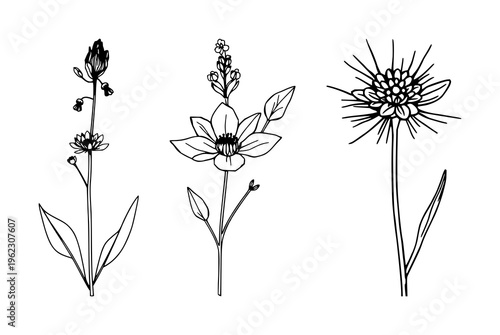 Nature wellness flora set with botanical and soothing illustration featuring plants, flowers, herbs, trees with restful color palette and natural textures