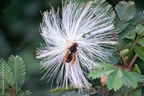Macro shot of a hornet on a white Calliandra powder puff flower. Detailed view of the insect pollinating among delicate white stamens and green bipinnate leaves in a garden.