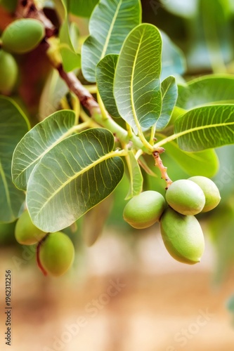 Green shea nuts growing on tree branch