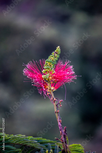 Vibrant pink Calliandra houstoniana flower with long stamens and green buds against a dark blurred background. Exotic tropical bloom in dramatic close-up.