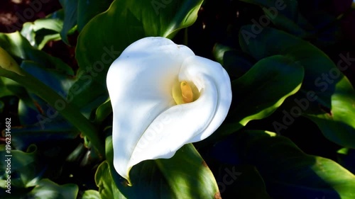 Sunlight Moving Across Calla Lily in Garden, Peaceful Time lapse Scene