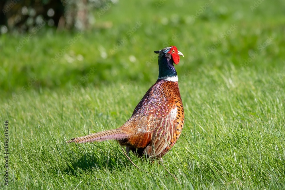 Fototapeta premium close up portrait of a mongolian ringneck type common pheasant in the countryside