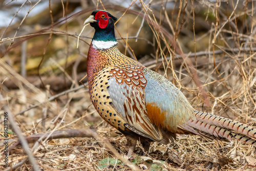 Ring-necked Pheasant, Phasianus colchicus, in a natural setting of scrubby brush on an early Spring day at the Paulinskill Wildlife Management Area in Sussex County New Jersey