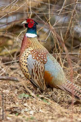 Ring-necked Pheasant, Phasianus colchicus, in a natural setting of scrubby brush on an early Spring day at the Paulinskill Wildlife Management Area in Sussex County New Jersey