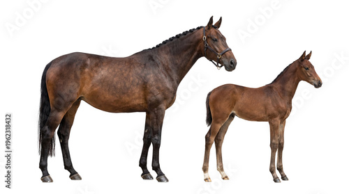 Bay horse with braided mane and bridle standing beside its young foal, isolated on transparent background