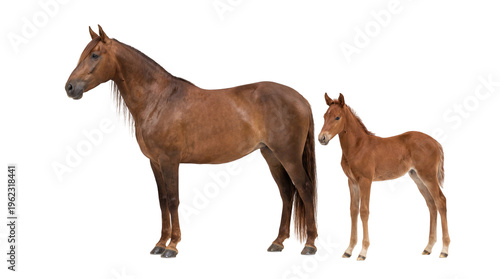 Majestic brown bay mare horse standing gracefully beside her adorable young foal, isolated on transparent background for equestrian themes