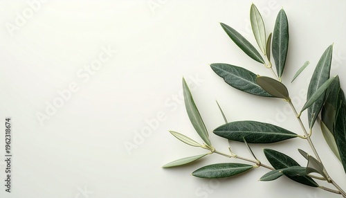Olive Branch with Green Leaves on Minimalist White Background for Decoration and Peace