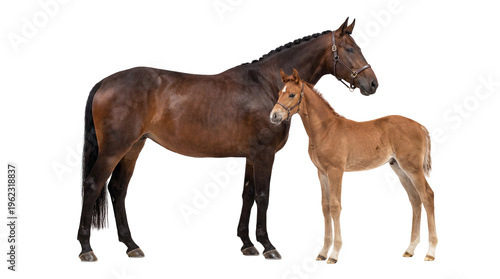 Brown mare with braided mane standing beside her bay foal, isolated on transparent background