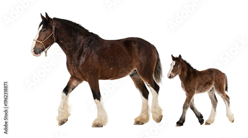 Brown draft horse mare with white blaze feathered legs walking with bay foal, isolated on transparent background