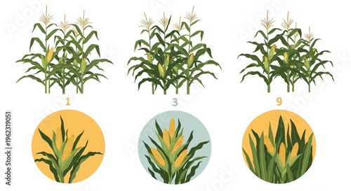 Corn Plant Yield Comparison: Maize with 1, 3, and 9 Ears Per Stalk. Agricultural Productivity, Harvest & Genetic Potential Illustration