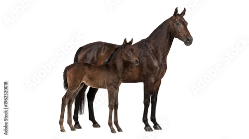 Dark brown mare standing with her young foal both displaying sleek healthy coats, isolated on transparent background