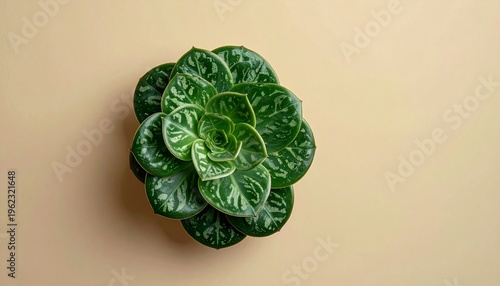 A vibrant green succulent plant sits atop a beige surface in a studio setting.