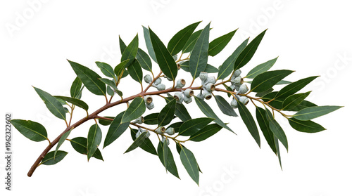 Eucalyptus branch with fresh green leaves and grey-green pods isolated on transparent background, perfect for natural designs
