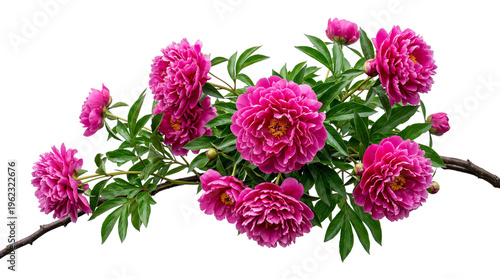 Vibrant magenta peony flowers with lush green leaves and developing buds elegantly arranged on a rustic brown branch, isolated on transparent background for spring and summer floral designs