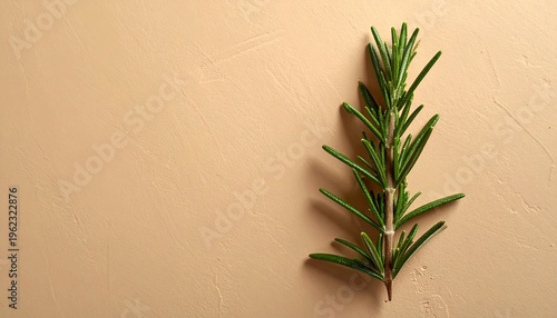 A single green rosemary sprig lies on a beige surface in a studio.