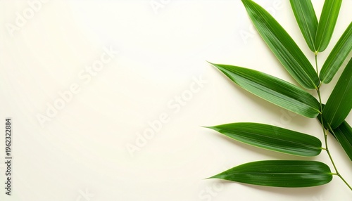 Green leaves are arranged on a plain surface for photography