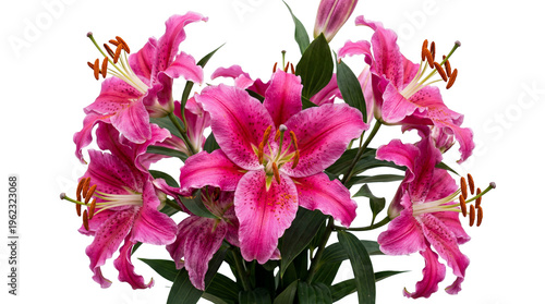 Vibrant fuchsia pink stargazer lily bouquet with multiple open blooms and green foliage, isolated on transparent background for elegant floral designs