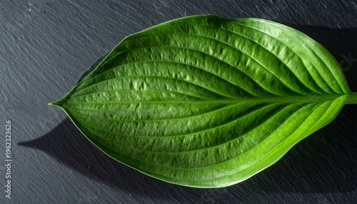 A large green leaf rests on a dark surface, showcasing its vibrant texture and intricate veins.