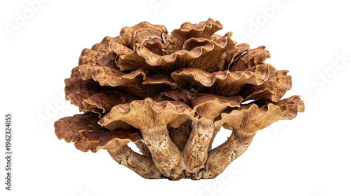Earthy brown Maitake mushroom cluster with ruffled fan-shaped caps, isolated on transparent background for gourmet food concepts