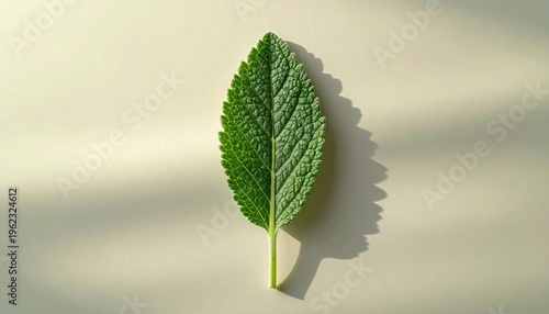 A green leaf is casting a shadow on a plain surface.