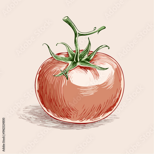 A detailed, hand-drawn illustration of a ripe red tomato with green stem on a plain beige background.