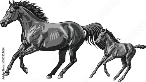 Isolated black and white wild stallion silhouette illustration showing a majestic mustang horse in a fast gallop with a flowing mane and tail