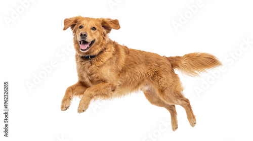 Shaggy golden-brown dog energetically jumping with a happy expression and dark collar, isolated on transparent background