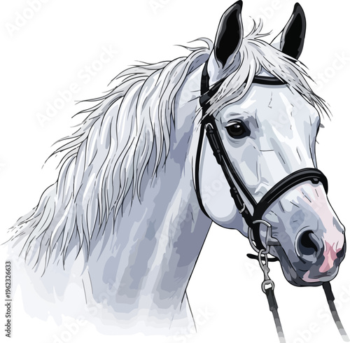 Elegant black horse standing in profile and looking forward while isolated on a pure white background