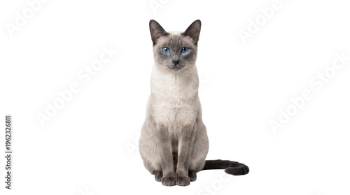 Siamese cat with blue eyes and dark points sitting calmly, isolated on transparent background