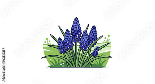 Cluster of blue grape hyacinth flowers blooming in green grass