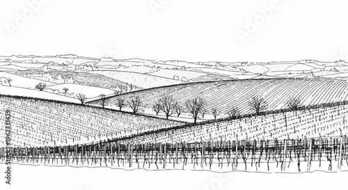 Black and white sketch of rolling hills covered in vineyards and fields