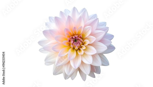 Close-up of a perfectly formed, multi-layered flower with a soft gradient of pink, white, and yellow hues. Isolated on a white background