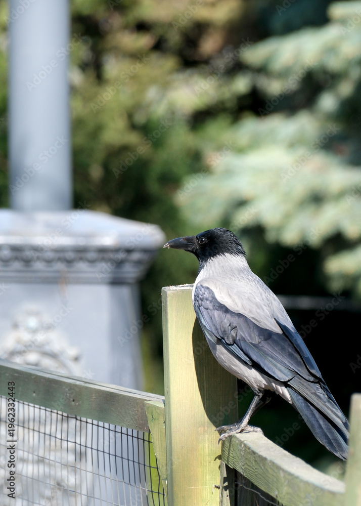 Obraz premium Raven perched gracefully on a wooden fence in sunny park setting