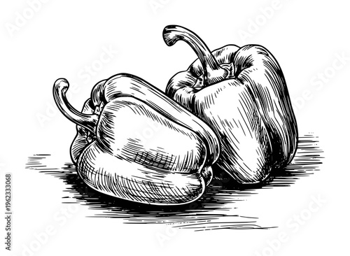 Bell peppers rendered in a classic black and white ink style with hatching capsicum