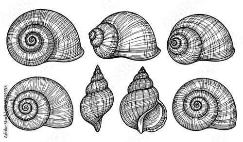 Black and white hand drawn seashells spiral clam snail engraved sketch vector illustration