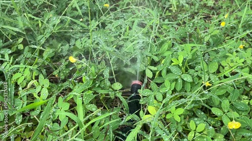 Sprays of water from an automatic sprinkler system; water droplets falling onto the leaves.