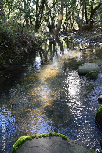 beautiful mountain stream in springtime