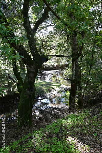 beautiful mountain stream in springtime