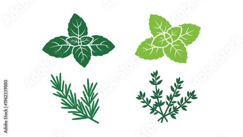 Illustrations of various fresh herbs used in cooking and natural remedies