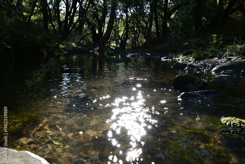 beautiful mountain stream in springtime