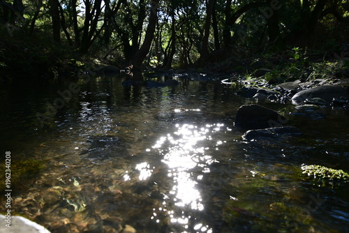 beautiful mountain stream in springtime