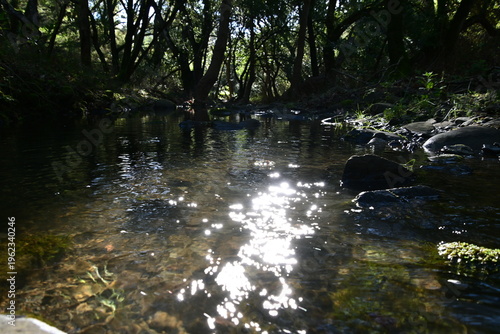beautiful mountain stream in springtime
