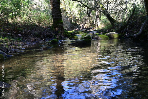 beautiful mountain stream in springtime