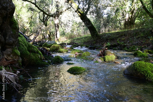 beautiful mountain stream in springtime
