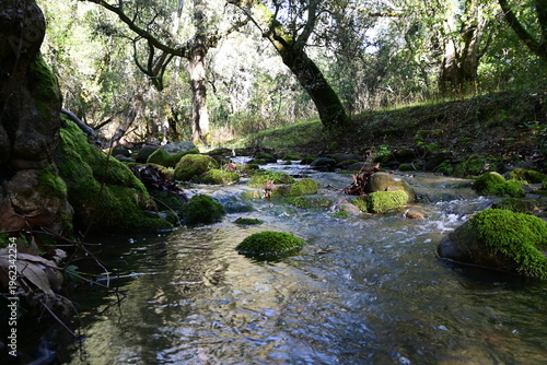 beautiful mountain stream in springtime
