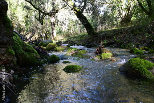 beautiful mountain stream in springtime