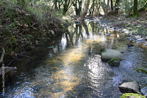 beautiful mountain stream in springtime
