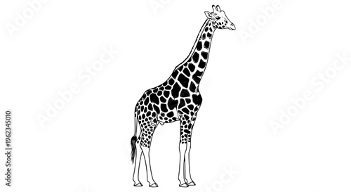 Elegant giraffe vector illustration, tall African wildlife animal with distinctive brown spots and graceful posture