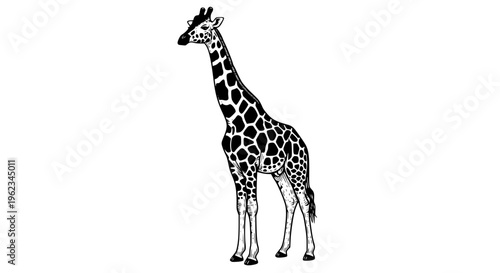 Elegant giraffe vector illustration, tall African wildlife animal with distinctive brown spots and graceful posture